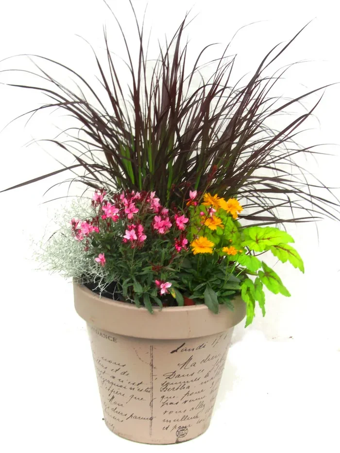 buntes Pflanzen-Set für Kübel Ø 35-50 cm
