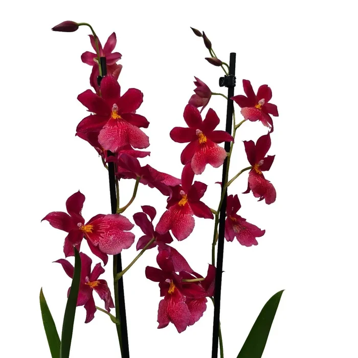 Burrageara Orchid | Nelly Isler Morelips
