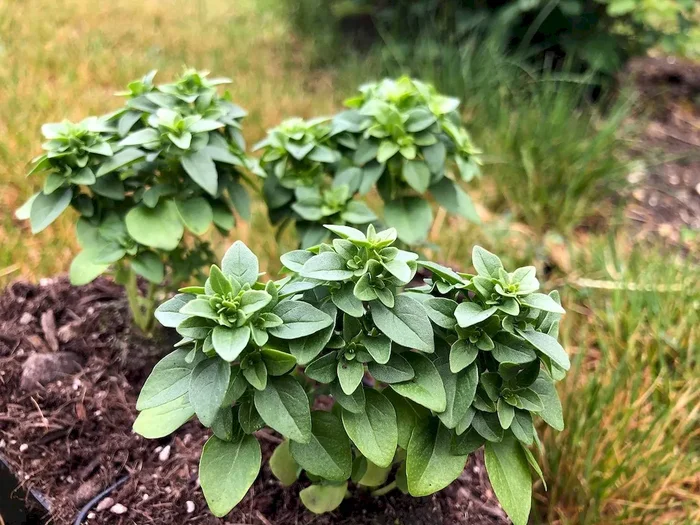 Busch-Basilikum, Ocimum basilicum var. minimum