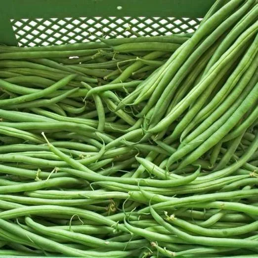 BuschbohneFiletbohneCaruso