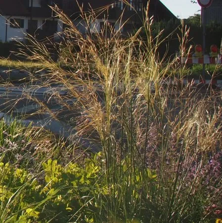 Büschel-Haargras (Stipa capillata) „Bio“