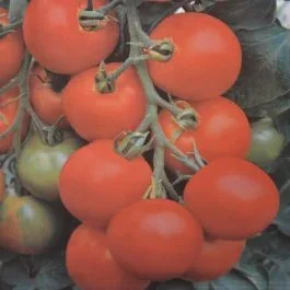 Buschtomate Maja