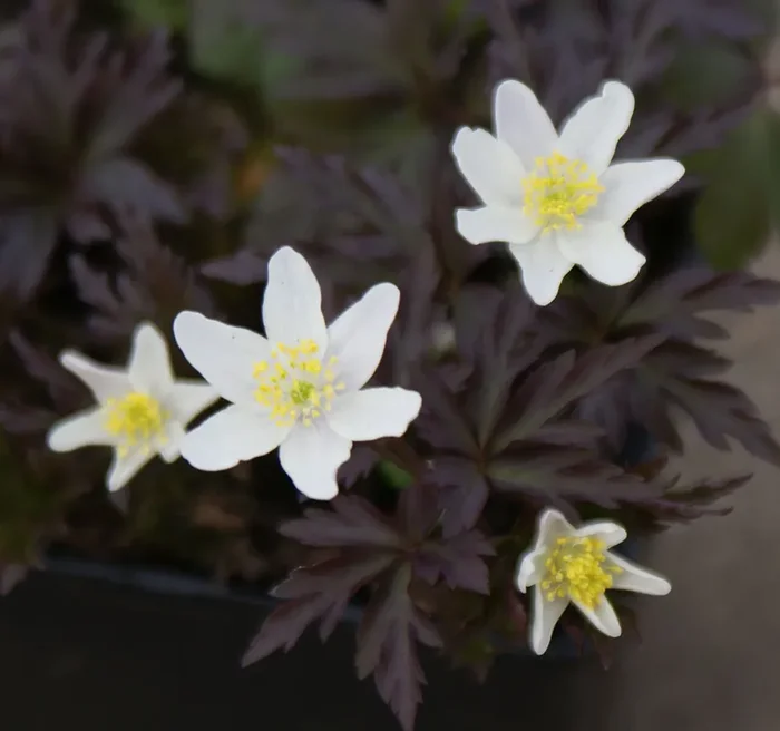 Buschwindröschen „Deisterglut“ (Anemone nemorosa) „Bio“