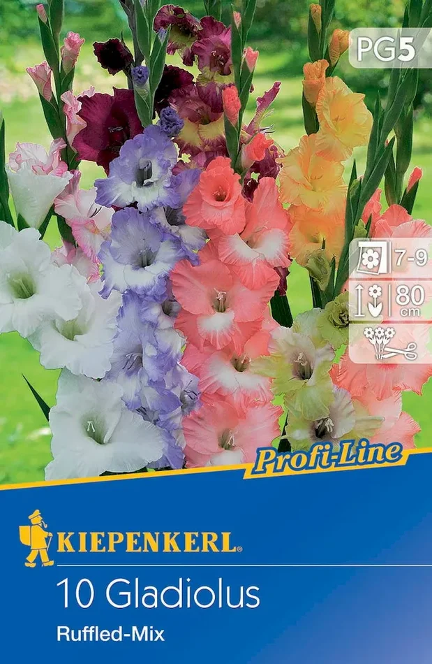 Butterfly-Gladiole Ruffled Mix