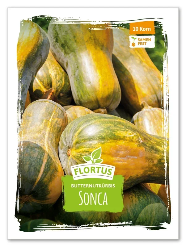 Butternutkürbis Sonca