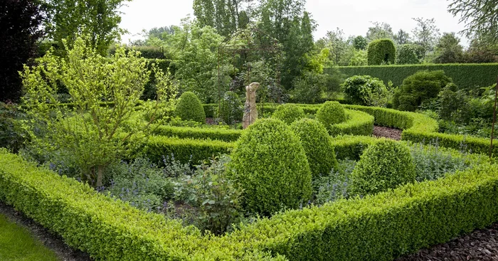 Buxus sempervirens${2}