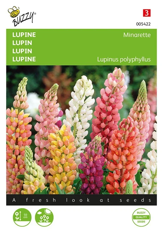 Buzzy Seeds Lupinen Minarette niedrige