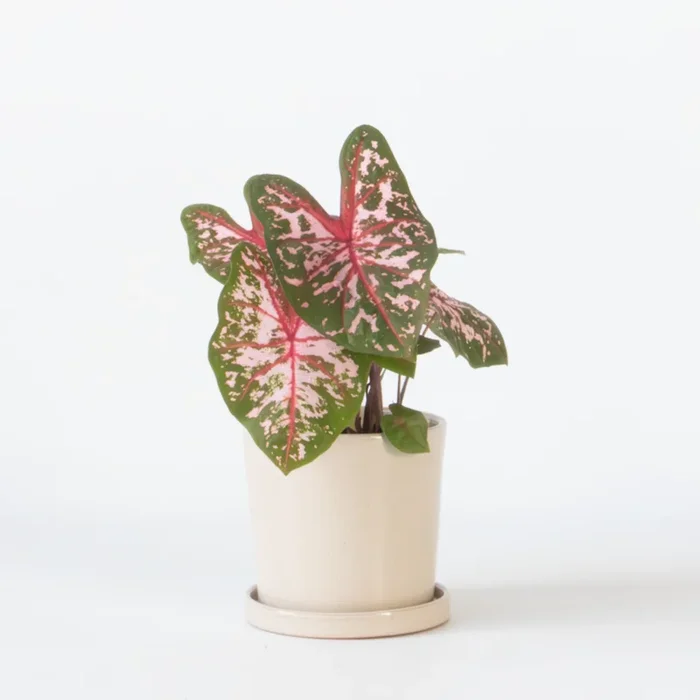Caladium ‚Carolyn Whorton‘