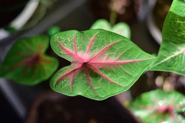 Caladium Bi-Colour Syngonium Plant