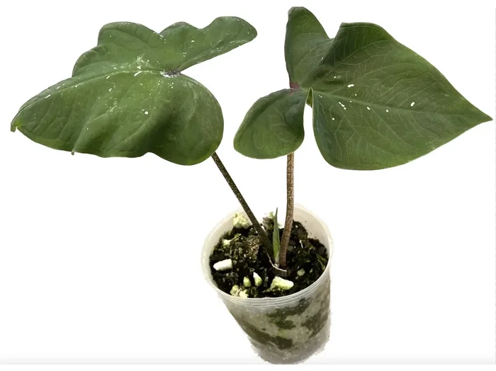 Caladium praetermissum ‘Tundayme’