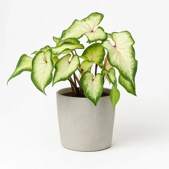 Caladium Wit – 25cm