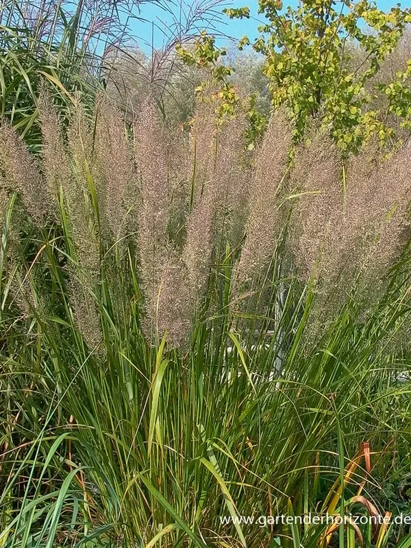 Calamagrostis brachytricha