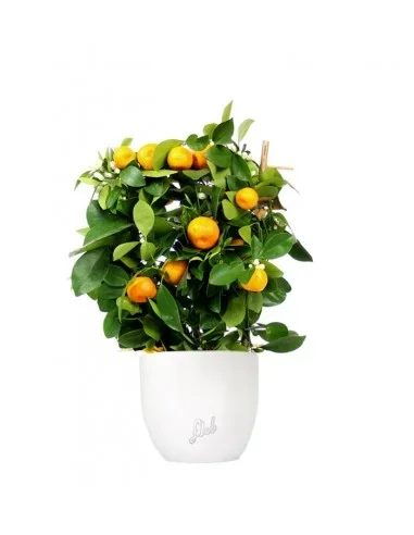 calamondino spalliera