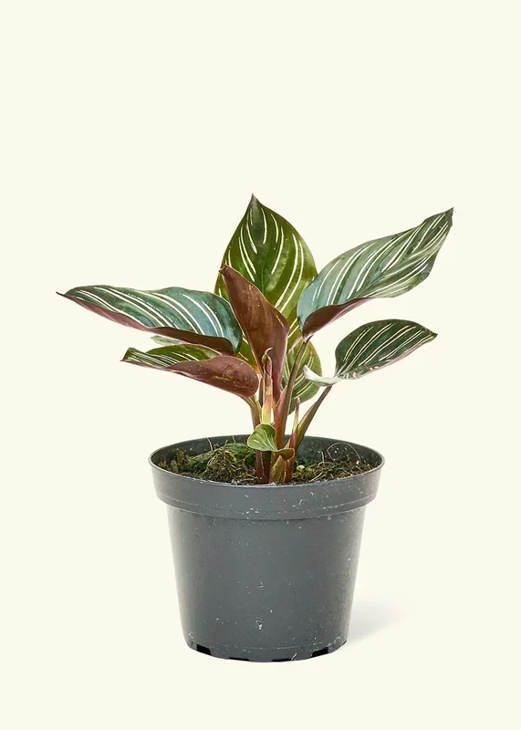 Calathea ‚Pinstripe‘, Small