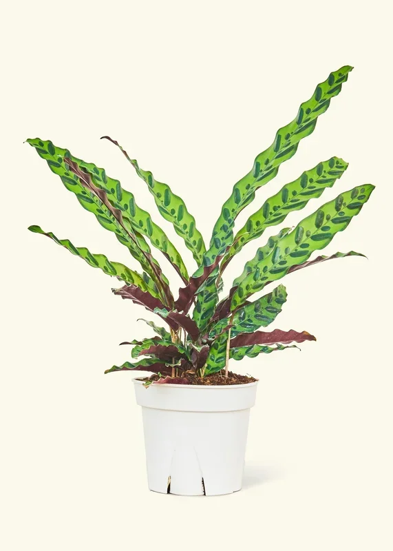 Calathea ‚Rattlesnake‘, Large