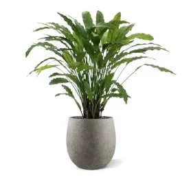 Calathea Kunstpflanze Grün 85 cm