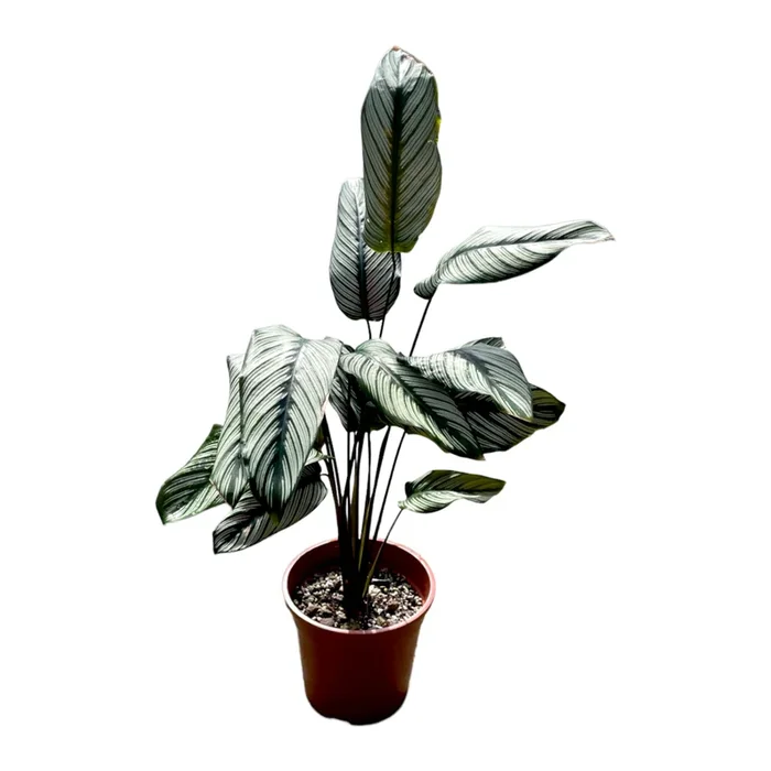 Calathea Majestica ‚White Star‘ (0.5m)