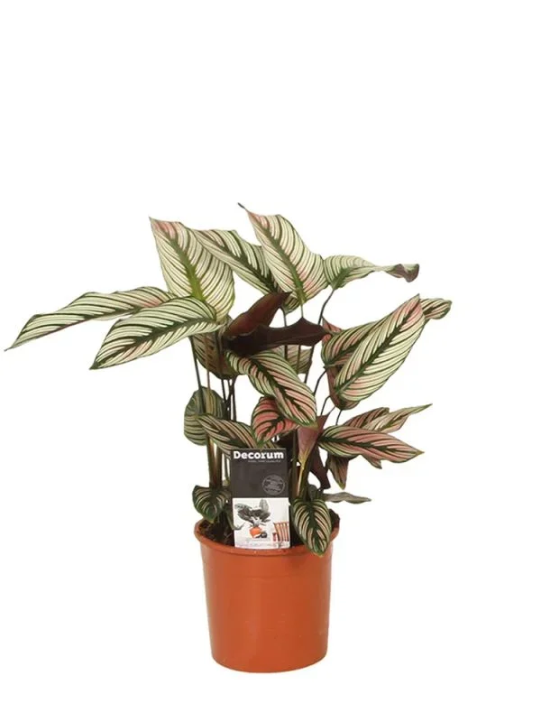Calathea Majestica White Star
