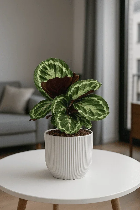 Calathea Medallion – Korbmarante Ø:14 H:40 cm