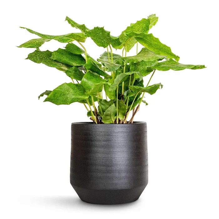 Calathea musaica Network