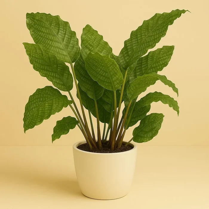 Calathea Network – 55cm