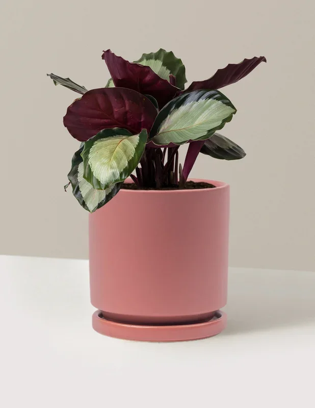 Calathea Rosy