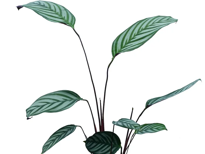 Calathea sp ‚Bengal tiger‘