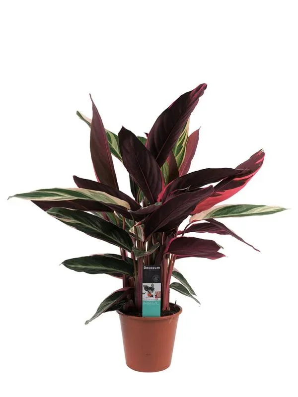 Calathea Stromanthe Sanguinea Triostar