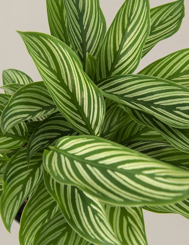 Calathea Vittata