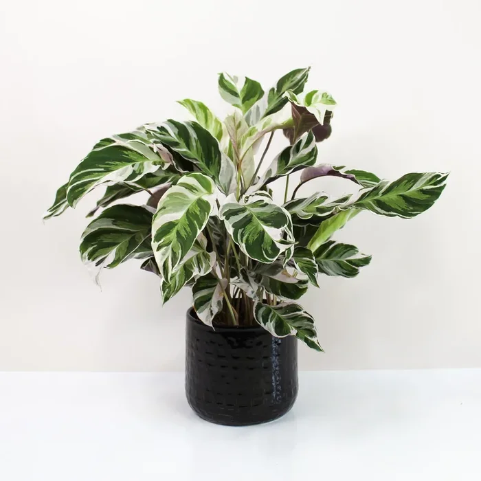 Calathea White Fusion (Korbmarante)