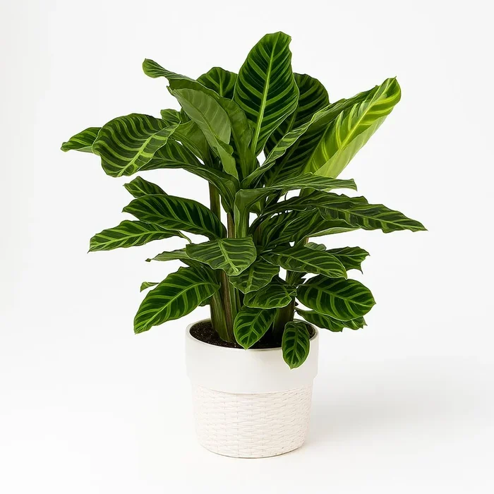 Calathea Zebrina – 80cm