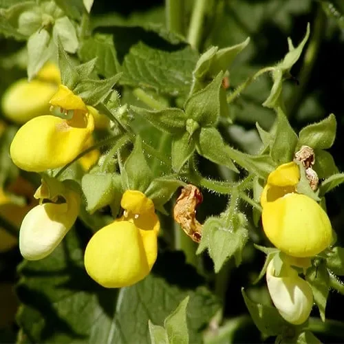 Calceolaria Mexicana ‚Gold Purse‘