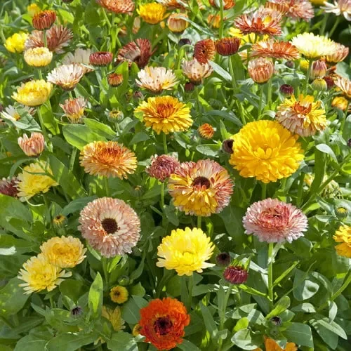 Calendula Officinalis ‚Playtime Mix‘