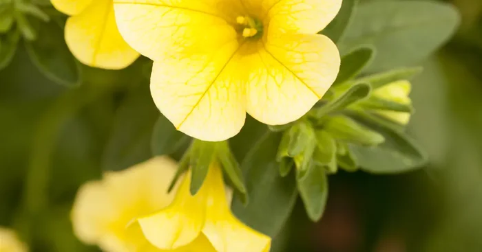 Calibrachoa ‚Celebration’®${2}