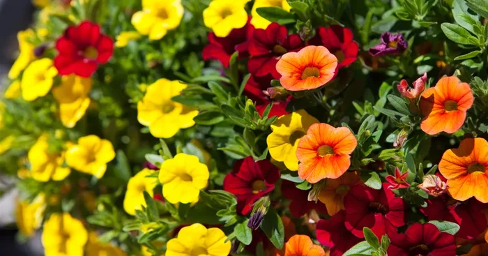 Calibrachoa ‚Trixi’®${2}