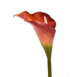 Calla Kunstblume deluxe 55 cm orange