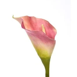 Calla Kunstblume deluxe 55 cm rosa