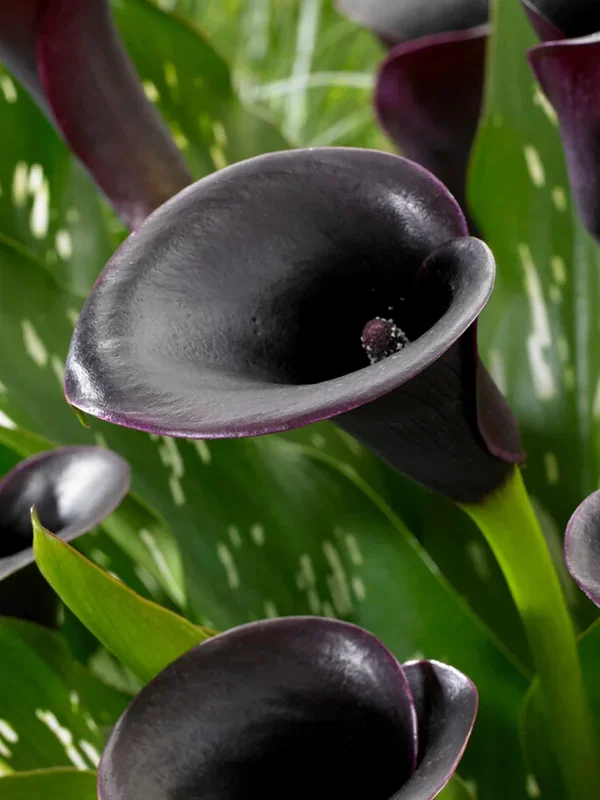 Calla Lilie Cantor