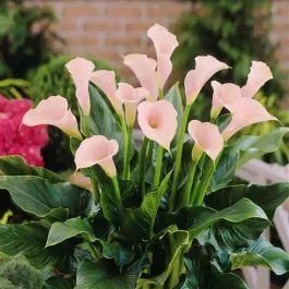 Calla Zazu