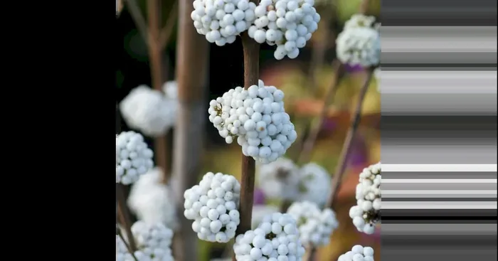 Callicarpa bod. ‚Magical Snowstar‘