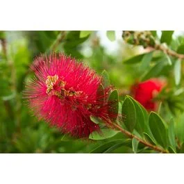 Callistemon ‚Rigidus‘