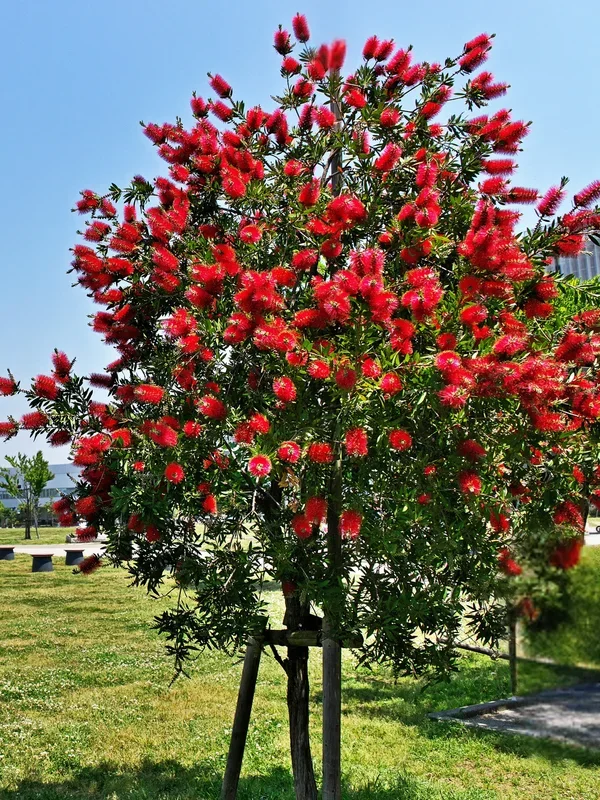 Callistemon laevis – Karminroter Zylinderputzer