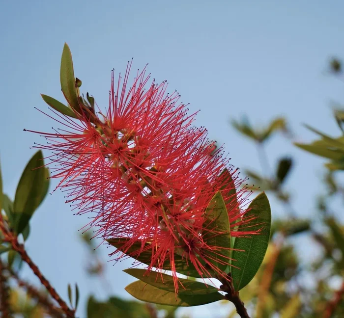 Callistemon Laevis – Crimson bottlebrush