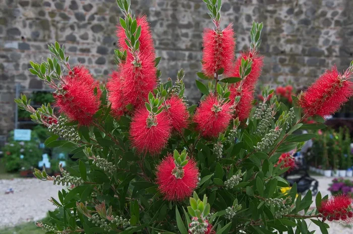 CALLISTEMON PLANTERS Leavis Red Ø 16 cm 60 cm evergreen