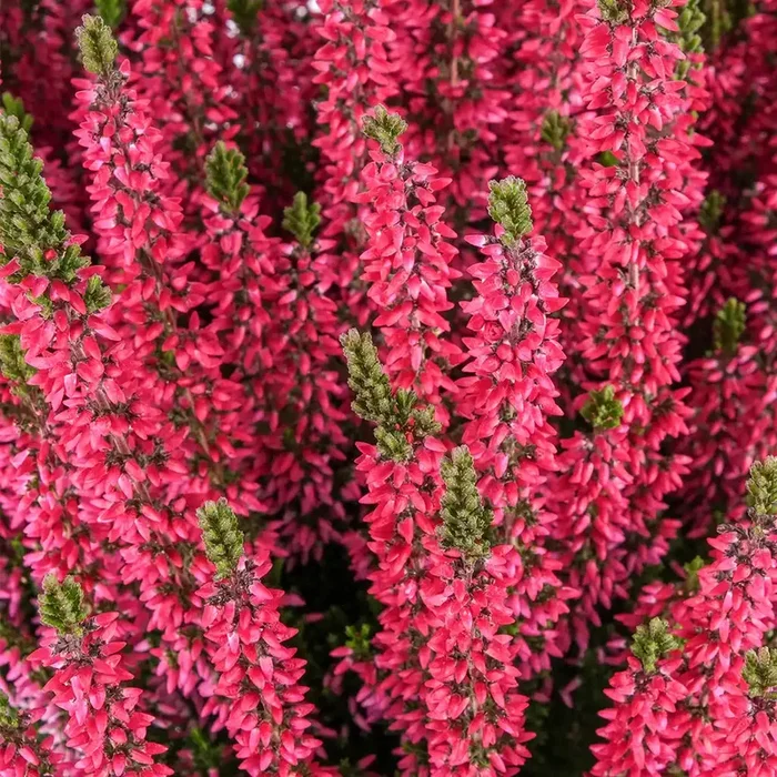 Calluna in Weinrot