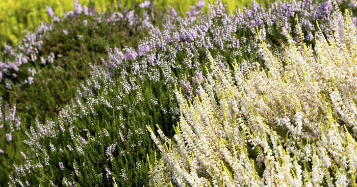 Calluna vulgaris Beauty Lady