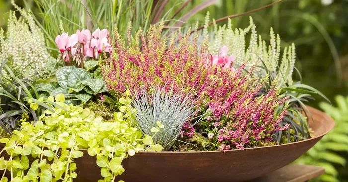 Calluna vulgaris Beauty Lady Skyline