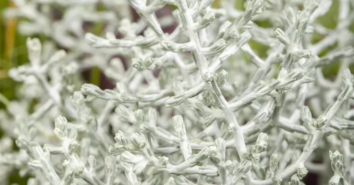 Calocephalus brownii${2}