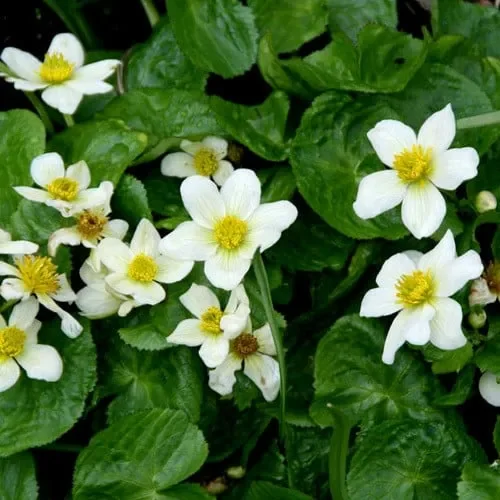 Caltha Palustris Alba