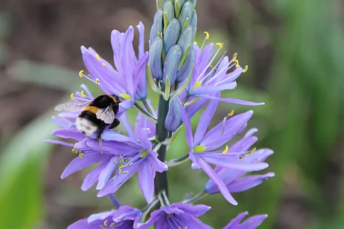 Camassia leichtlinii ‚Caerulea‘ (Blaue Prärielilie ‚Caerulea‘)